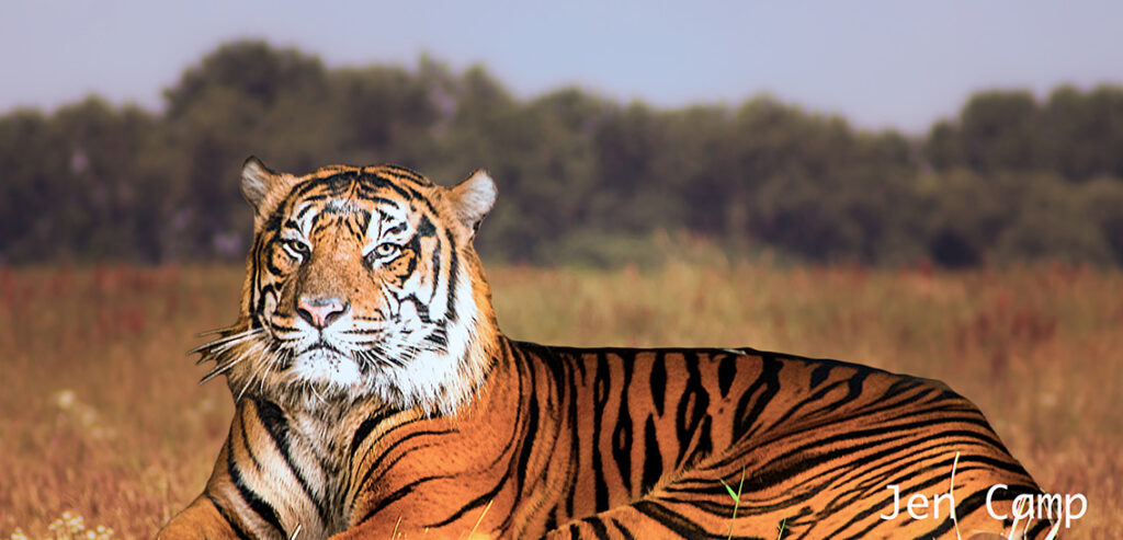 Tiger in field